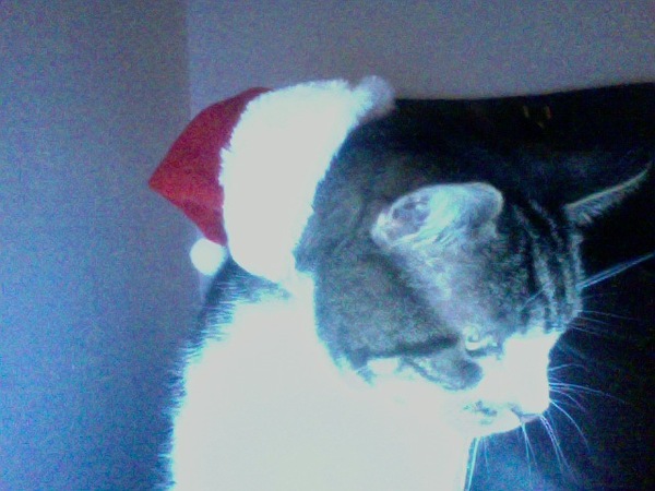 Issues with Mr Cory and the Santa hat