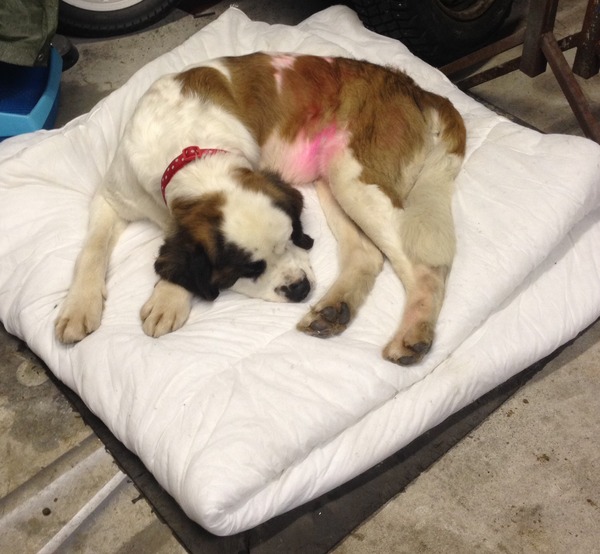 We have inherited a St Bernard dog, help!