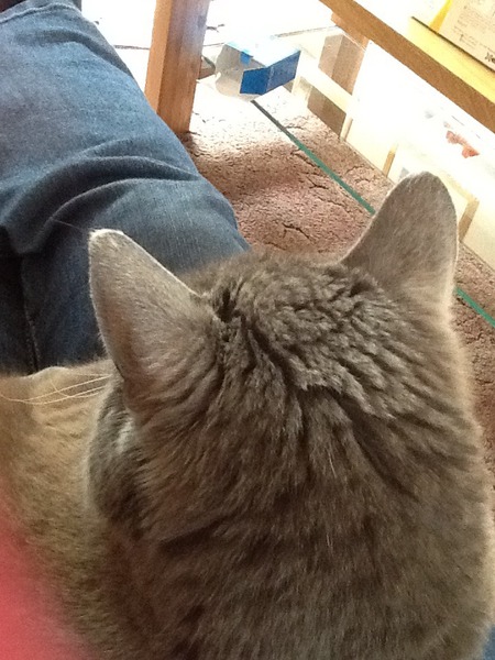 Cat photo thread