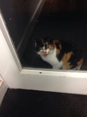 Do I smell of catnip?!