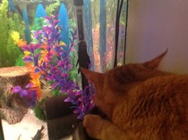 Would anyone like a picture thread for sharing our set-ups?