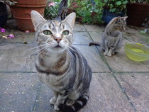Cat photo thread