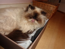 Cat photo thread