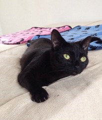 Cat photo thread