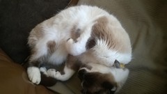 Cat photo thread