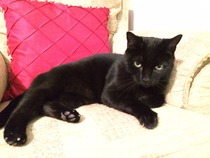 Cat photo thread
