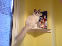 Tell me about Maine coons