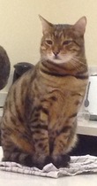 How to stop cats going on kitchen worktops?