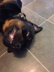 Do you have a picture of your happy dog that you wouldn't mind posting and me using on my page?