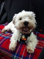 Do you have a picture of your happy dog that you wouldn't mind posting and me using on my page?