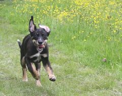 Do you have a picture of your happy dog that you wouldn't mind posting and me using on my page?