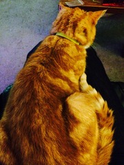 Cat photo thread