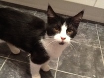 We have found a kitten...