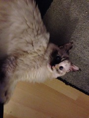 On The 12th Day of Xmas My Viroids Gave To Me 12 OPKs 11 New Positions 10 Symptom Spots 9 Pics Of Cats 8 TMI's 7 Shag Stories 6 Cervix Positions 5 Temp Charts 4 Hooyas 3 DPO 2 Gx and an Xmas BFP!JS 35