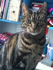 Cat photo thread