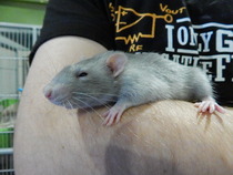 Super Furry Animal Photos - you know you want to...