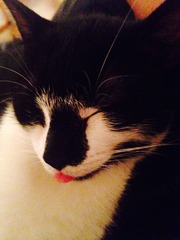 Cat photo thread