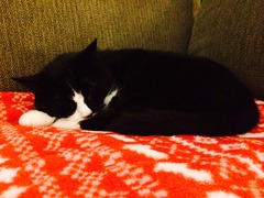 Cat photo thread