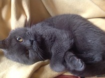 Cat photo thread