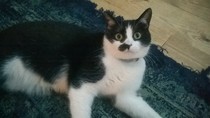Cat photo thread
