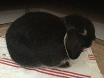 Super Furry Animal Photos - you know you want to...