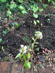 Please could you identify this weed?