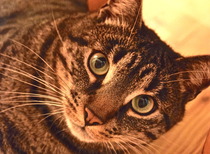 Cat photo thread