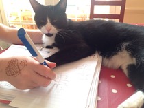 Cat photo thread