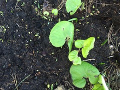 Please could you identify this weed?