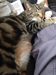 Cat photo thread