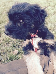 Have to choose between two puppies...