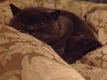 Cat photo thread
