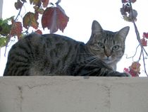 Cat photo thread