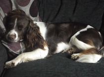 Do you have a picture of your happy dog that you wouldn't mind posting and me using on my page?