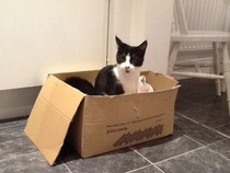 We have found a kitten...