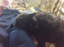 Cat photo thread