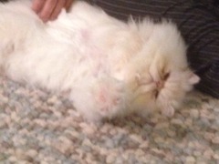Feeling overwhelmed by new cat