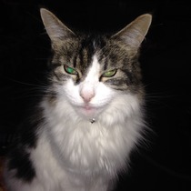 Tell me about Maine coons