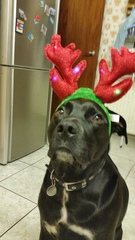 my dog suits these better than me? lighthearted xmas aibu