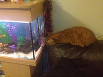 Would anyone like a picture thread for sharing our set-ups?