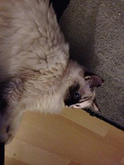 On The 12th Day of Xmas My Viroids Gave To Me 12 OPKs 11 New Positions 10 Symptom Spots 9 Pics Of Cats 8 TMI's 7 Shag Stories 6 Cervix Positions 5 Temp Charts 4 Hooyas 3 DPO 2 Gx and an Xmas BFP!JS 35