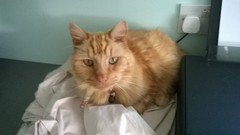 Cat photo thread