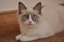 Ragdoll kitten or not?