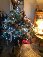 Dog-owner Virgin: what to do about the Christmas tree???