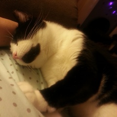 Cat photo thread