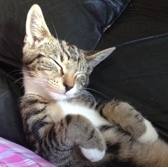 Cat photo thread