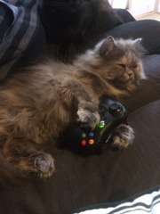 Feeling overwhelmed by new cat