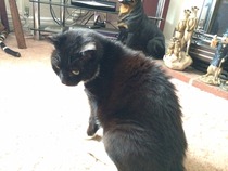 Cat photo thread