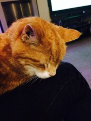 Cat photo thread