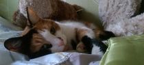 When do you stop looking for a lost cat?